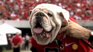 Meet University of Georgia mascot Uga the bulldog [upl. by Leahcimed834]