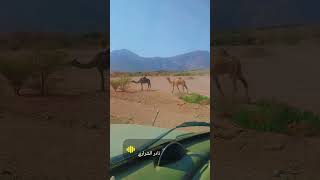 Camel walking beside the road viralvideo middleeast saudiarabia driving [upl. by Buford552]