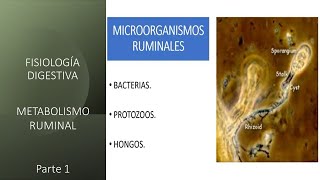 Fisiología digestiva Metabolismo ruminal  Primera parte [upl. by Pyle704]