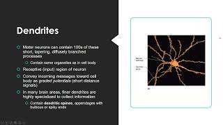 Neurology Physiology NPLEX I Review 2023 [upl. by Didier124]