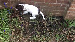 Sprocker spaniel puppy destroys the garden [upl. by Oicaro]