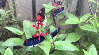 Blue and Red Postman Butterflies Feeding  Tropical Butterflies UK [upl. by Salsbury]