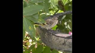 Pine Siskin [upl. by Manuel]