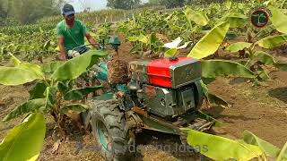 How Millions of Banana Harvested amp Processed  how to grow banana fruit and banana farming [upl. by Torr]