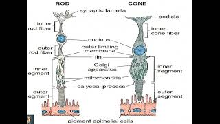 Histology of Eye  Retina  Part 2  Dr Shehla Aman [upl. by Neeven]