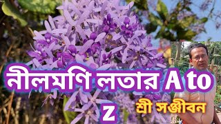 Petrea volubilisNilmoni lata plant care A to zSree Sanjiban [upl. by Colligan]