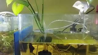 Betta tank setup [upl. by Noirad]