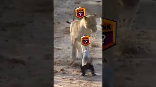 Honey Badger vs Africas Toughest Predators Who Wins [upl. by Muhammad633]