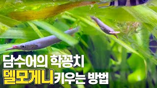 하프빅 델모게니 키우기 방법ㅣ담수 학꽁치 알아보기 Dermogenys pusillus [upl. by Beal]