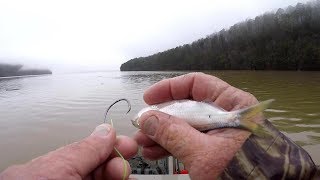 Catfishing Tips and Techniques  Shad Rig  Setup [upl. by Dunstan]