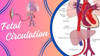 Fetal Circulation [upl. by Miquela]