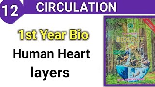 Human Heart  Layers of heart  Circulation class 11 bio [upl. by Oicnaneb666]