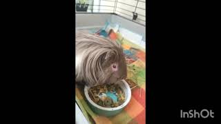 Vous vouliez le revoir  Mon petit Mochi guineapig cochondinde cute [upl. by Nywrad]