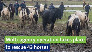 Multiagency operation takes place to rescue 43 horses [upl. by Aylmar]