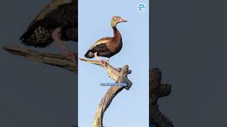 This Is Why Whistling Ducks Are AWESOME [upl. by Dorkus]