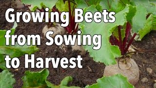 Growing Beets from Sowing to Harvest [upl. by Narad]