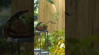 pine bonsai tree yamadori 분재 [upl. by Arevle]