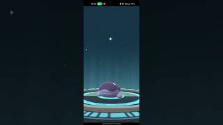 Shiny wooper evolution clodsire pokemon go pokemongo pokemon [upl. by Elbag]