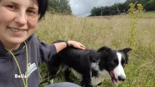 All you need to know about Border Collies [upl. by Oicirbaf]