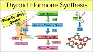 Thyroid Hormone Synthesis StepByStep Pathway Physiology Explained [upl. by Ariat]