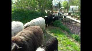 Walliser Schwarznasen Muttertiere mit LämmernValais Blacknose Sheep ewes and lambs [upl. by Mcculloch989]