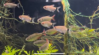 13 Buenos Aires Tetras  Petco Haul [upl. by Derfla]