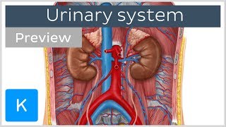 Urinary system organs and functions preview  Human Anatomy  Kenhub [upl. by Abih183]