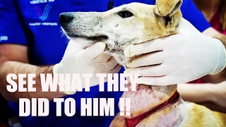 Dog suffers brutality at the hands of hunters THE TREATMENT [upl. by Carine454]