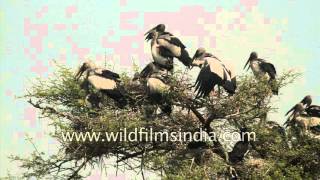 Asian openbill build their nesting colony in Rajasthan [upl. by Silvia264]