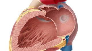 anatomy of thorax heart right atrium right ventricle [upl. by Beitz885]