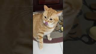 Cat pet behavior is very cute and unique part 7 cat animals funny catts cute cates viral [upl. by Nahk]