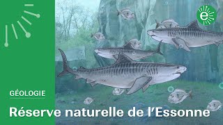 A la découverte de la Réserve naturelle géologique de l’Essonne [upl. by Annauqahs490]