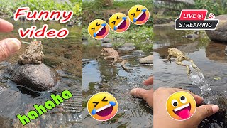 Catching frog funny make you laugh  funny animal video new  funny frog jumping [upl. by Alyworth]