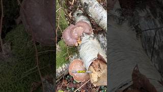 Mushroom Foraging for Birch Polypore 🍄‍🟫 [upl. by Nortyad]