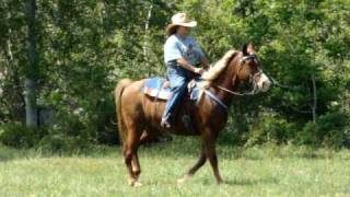 SorrelFlaxen Gentle Tennessee Walking Horse SOLD [upl. by Phillis]