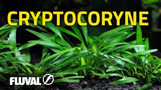 Species Spotlight  Cryptocoryne [upl. by Kcirdek]