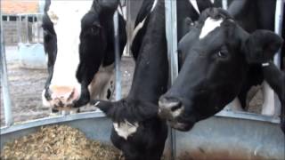 Cows eating maize silage [upl. by Daraj]