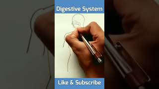 Lets Draw Human Digestive System 💯 [upl. by Charis827]