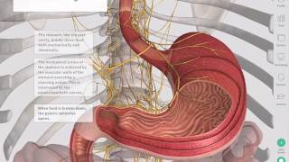 The GastroIntestinal Tract  Complete Anatomy [upl. by Ettenig]