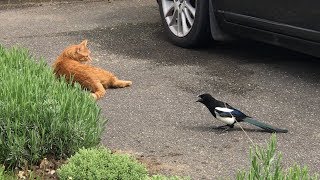 Magpies terrorising cat [upl. by Kcered]