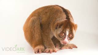 An endangered Sumatran slow loris Nycticebus hilleri at Taman Safari in Jawa Timur Indonesia [upl. by Dorsey875]