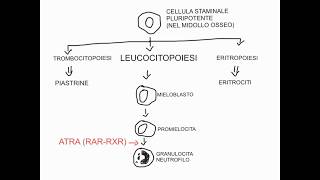 CORSO DI BIOLOGIA CELLULARE 1  LEZIONE 20 DI 23  RECETTORI INTRACELLULARI  PARTE 3 [upl. by Nylehtak382]