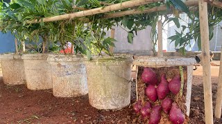 How to care for and growing red sweet potatoes in Old paint bucket so easy for beginners [upl. by Orna]