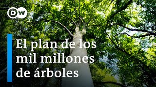 ¿Nuevos bosques para proteger mejor nuestro clima  DW Documental [upl. by Enyalaj]