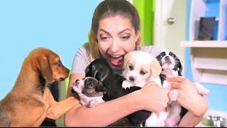 Surprising my Girlfriend with a NEW PUPPY [upl. by Rayford]