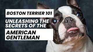 Boston Terrier 101 Unleashing the Secrets of the American Gentleman [upl. by Ayikat553]