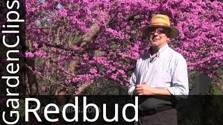 Redbud  Eastern Redbud  Cercis canadensis  How to grow Redbud  redbud [upl. by Fabian]