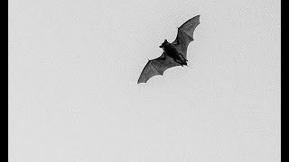 Bats  Nocturnal Mammals [upl. by Balliol]