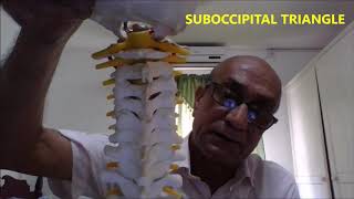 VERTEBRAL ARTERY SUBOCCIPITAL TRIANGLE TRANSVERSE FORAMEN and Clinical Aspects – Sanjoy Sanyal [upl. by Gerianna]