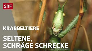 Vom Aussterben bedroht Kennst du diese seltenen Insekten der Schweiz  Krabbeltiere  SRF Wissen [upl. by Bell258]